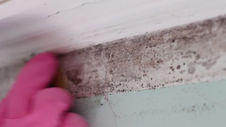 Best Residential Mold Inspection & Testing  in , MA